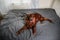 Tranquil curly purebred dog lying on bed at home