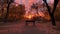 Tranquil dusk yellow leaves, backlit bench, nature beauty generated by AI