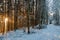 In the tranquil embrace of winter, the forest stands adorned in a glistening blanket of snow