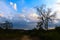 Tranquil evening with old trees at Corbett