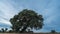 Tranquil Evening Timelapse of a Secluded Picnic Area with Oak Trees