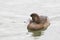 A Tranquil female Greater Scaup, Aythya marila