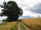 Tranquil footpath walking path on green grass by the ocean