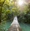 Tranquil Forest Footbridge