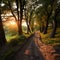 Tranquil forest path Sunset hues, trees embracing natures scenic beauty