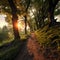 Tranquil forest path Sunset hues, trees embracing natures scenic beauty