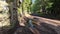 Tranquil forest pathway in the heart of nature