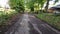 Tranquil forest pathway in the heart of nature