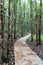 Tranquil forest road winding through serene natural landscape for peaceful outdoor exploration