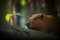 Tranquil forest scene with resting Capybara on tree trunk, generative AI