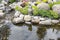 Tranquil Garden and Pond