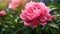 Tranquil Gardenscapes: High Detailed Peonies Blooming With Rain Drops