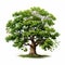 Tranquil Gardenscapes: Realistic Oak Tree Illustration