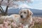 Tranquil golden retriever lies among cherry blossoms with majestic mount fuji in the background