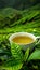 Tranquil green tea cup with lush mountain plantation backdrop and space for text