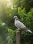 Tranquil Harmony A Sketch of a Gray Dove Amidst Verdant Rue on a Serene Day