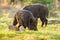 Tranquil herd of wild boar with piglets feeding on meadow in springtime