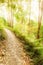 A tranquil hiking trail at sunrise