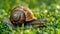 Tranquil inverted snail peacefully relaxing on vibrant green grass in serene setting