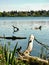 Tranquil lake with driftwood, turtles, birds and a scenic village in the horizon