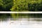 Tranquil lake pond swans pair beautiful birds calm nature reflections mirror lakeside