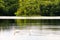 tranquil lake pond swans pair beautiful birds calm nature reflections mirror lakeside