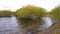 Tranquil landscape with green willow bushes growing in water