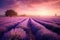 Tranquil Lavender Field With Rows Of Fragrant Purple Blossoms. Generative AI