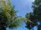 Tranquil Leafy Canopy Under Blue Sky: Natures Beauty in Lush Tropical Fore