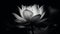 Tranquil lotus blossom in monochrome, elegance in simplicity generated by AI
