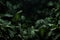 Tranquil and majestic lush green tropical forest with vibrant leaves in low light setting