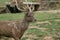 Tranquil Majesty: Deer in Stillness