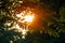 Tranquil moment: Sun seen through the branches of lush trees.