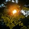 Tranquil moment: Sun seen through the branches of lush trees.