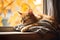 Tranquil Moments: Cat Sleeping on Windowsill