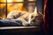 Tranquil Moments: Cat Sleeping on Windowsill
