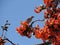 Tranquil Morning: Bird Resting on Palash Blossom