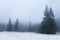 Tranquil morning coniferous wood in mountains