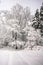 Tranquil overcast morning in snowy forest. Thin branches of young trees are bended under abundant snow covering.