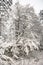 Tranquil overcast morning in snowy forest. Thin branches of young trees are bended under abundant snow covering.