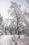 Tranquil overcast morning in snowy forest. Thin branches of young trees are bended under abundant snow covering.