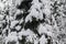 Tranquil overcast morning in snowy forest. Thin branches of young trees are bended under abundant snow covering.