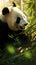 A tranquil panda munching on bamboo in a warm, sunlight-filled forest setting