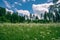 Tranquil panoramic landscape of blooming white wildflowers and lush grass meadow. Tall pines and spruce trees in the background