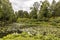 Tranquil park scene with small lake overgrown with waterlily leaves.