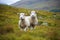 Tranquil Pastoral Scene: Grazing Sheep.