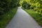 Tranquil path in the forest during the summer.