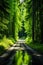 Tranquil path through lush summer forest, serene asphalt roadway in verdant woodland