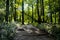 Tranquil path in a serene forest setting on a sunny day