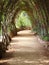 Tranquil Path under Pergola with Braid Branches